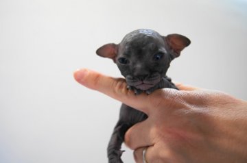 スフィンクス【埼玉県・男の子・2013年9月25日・ブラック（無毛）】の写真「母猫はイギリス外産直系、TICAチャンピオン」