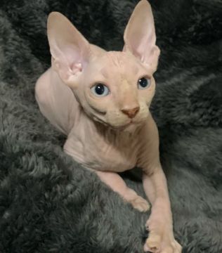 スフィンクス【埼玉県・男の子・2020年7月31日・クリームミンク】の写真「🆕動画更新🆕綺麗なクリームカラーの男の子🐱」