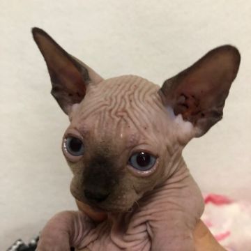 スフィンクス【埼玉県・男の子・2019年5月3日・シールポイント】の写真「貴重なブルーアイの男の子です🐱」