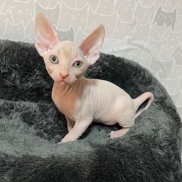 スフィンクス【埼玉県・男の子・2021年7月22日・ホワイト】の写真「初めて産まれたホワイトの男の子🐱❤️」
