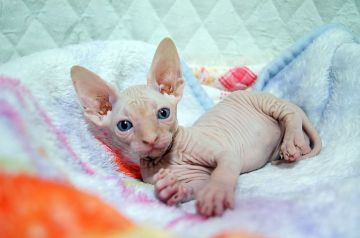 スフィンクス【埼玉県・男の子・2016年1月20日・シナモン（無毛）】の写真「両親TICAチャンピオン」