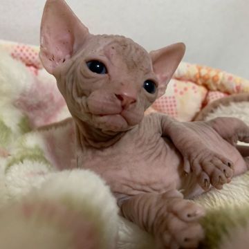 スフィンクス【埼玉県・男の子・2019年6月3日・レッドタビー】の写真「レットタビーの希少なカラーの男の子です🐱❤」