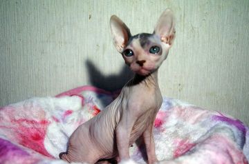 スフィンクス【埼玉県・男の子・2017年4月30日・チョコレート&ホワイト】の写真「両親ＴＩＣＡチャンピオン」