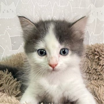 ミヌエット(長足)【埼玉県・男の子・2024年8月20日・ブルー&ホワイト】の写真「可愛いハチワレ君🐱❤️ブラック&ホワイ男の子😻」