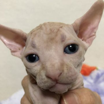 スフィンクス【埼玉県・男の子・2019年4月17日・レッドタビー&ホワイト】の写真「可愛い男の子です💕」