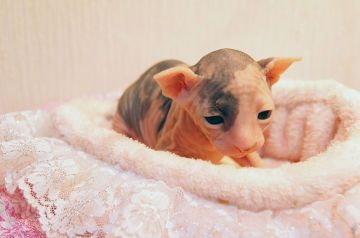 スフィンクス【埼玉県・女の子・2016年4月8日・トーティー&ホワイト（無毛）】の写真「両親TICAチャンピオン」