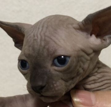 スフィンクス【埼玉県・男の子・2019年4月3日・チョコレート】の写真「可愛い男の子です💕」