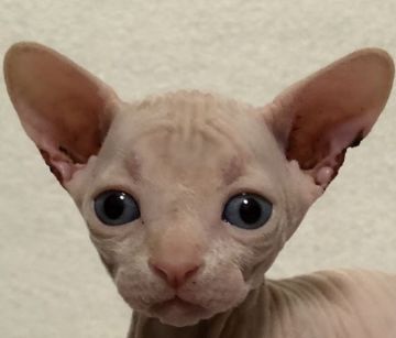 スフィンクス【埼玉県・男の子・2019年4月17日・シナモン】の写真「可愛い男の子です💕」