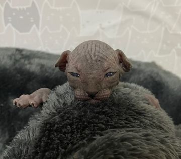 スフィンクス【埼玉県・男の子・2021年5月25日・ブラック】の写真「人気のカラー！漆黒のブラックの男の子🐱」