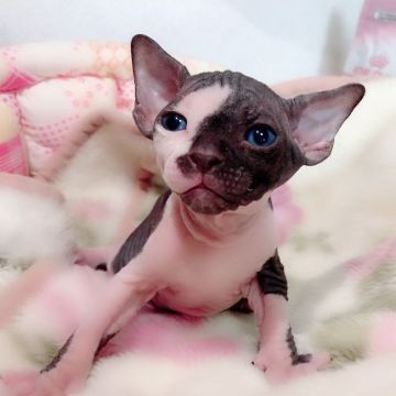 スフィンクス【埼玉県・男の子・2019年6月4日・ブラック&ホワイト】の写真「牛さん…？いえ、スフィンクスです🐱！」