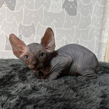 スフィンクス【埼玉県・男の子・2023年7月22日・ブラック】の写真「人気のブラック🐱可愛い男の子❤️連れて帰れます🐈」