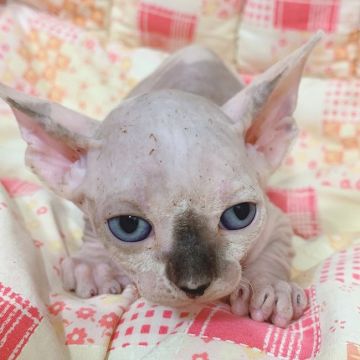 スフィンクス【埼玉県・女の子・2019年8月13日・チョコレート&ホワイト】の写真「お鼻がコアラ🐨みたいで可愛い女の子💓💞」