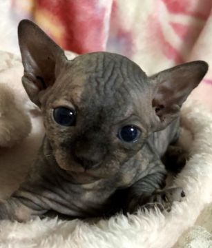 スフィンクス【埼玉県・女の子・2018年9月13日・トーティシェル】の写真「可愛い女の子です💕」