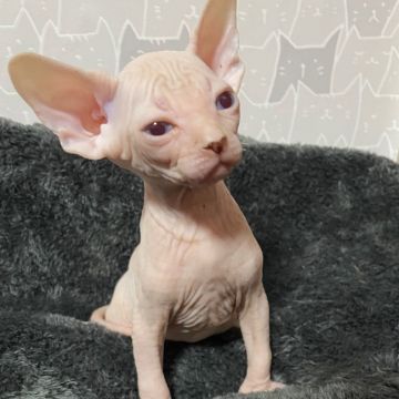 スフィンクス【埼玉県・男の子・2022年1月1日・ホワイト】の写真「ブルーアイの真っ白な男の子🐱❤️」