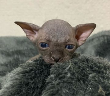 スフィンクス【埼玉県・男の子・2020年7月26日・ブラック】の写真「🆕人気カラーのブラックの男の子🐱」