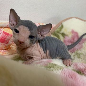 スフィンクス【埼玉県・男の子・2019年6月3日・ブラック&ホワイト】の写真「可愛いツートンカラーの男の子です🐱❤」