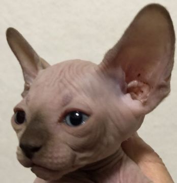 スフィンクス【埼玉県・男の子・2019年4月3日・チョコレート】の写真「可愛い男の子です💕」