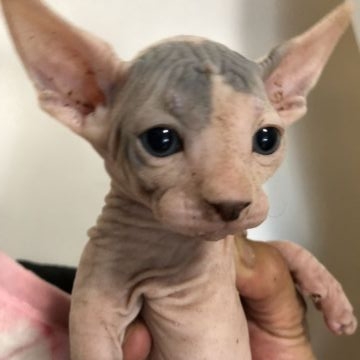 スフィンクス【埼玉県・男の子・2018年5月9日・ブルー&ホワイト】の写真「両親チャンピオン」