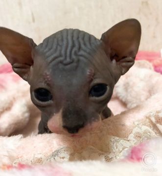 スフィンクス【埼玉県・男の子・2018年8月20日・ブラック&ホワイト】の写真「可愛い男の子です💕」