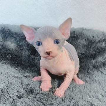 スフィンクス【埼玉県・男の子・2020年3月13日・ブルー&ホワイト】の写真「プリティなブルーホワイトのツートンカラー❤」