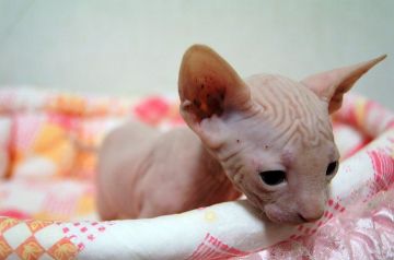 スフィンクス【埼玉県・男の子・2016年6月27日・シナモン（無毛）】の写真「両親TICAチャンピオン」