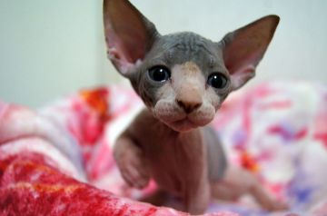 スフィンクス【埼玉県・男の子・2016年7月1日・ブルー&ホワイト】の写真「両親チャンピオン」