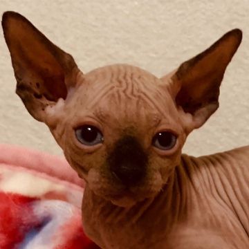 スフィンクス【埼玉県・男の子・2019年5月3日・チョコレートポイント】の写真「ブルーアイの男の子です💕」