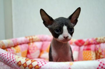 スフィンクス【埼玉県・男の子・2014年10月8日・ブラック&ホワイト（無毛）】の写真「母猫はイギリス外産直系、両親TICAチャンピオン」