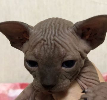 スフィンクス【埼玉県・男の子・2019年2月6日・チョコレート】の写真「可愛い男の子です💕」