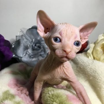 スフィンクス【埼玉県・男の子・2017年10月25日・シナモン（無毛）】の写真「両親TICAチャンピオン」