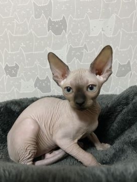 スフィンクス【埼玉県・女の子・2022年3月12日・チョコレート】の写真「🐱グリーンアイの女の子🐱」
