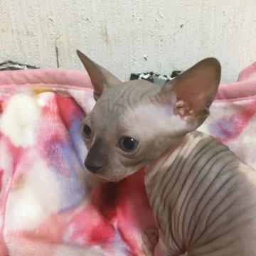 スフィンクス【埼玉県・女の子・2017年8月1日・チョコレート&ホワイト】の写真「両親TICAチャンピオン」