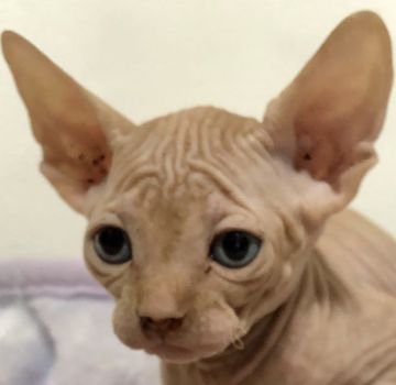 スフィンクス【埼玉県・男の子・2019年2月6日・レッドタビー】の写真「可愛い男の子です💕」