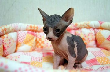 スフィンクス【埼玉県・男の子・2016年6月27日・ブラック&ホワイト（無毛）】の写真「両親TICAチャンピオン」