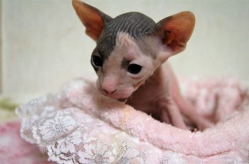 スフィンクス【埼玉県・男の子・2016年6月1日・ブラック&ホワイト（無毛）】の写真「両親TICAチャンピオン」