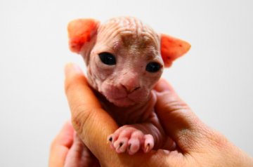 スフィンクス【埼玉県・男の子・2013年9月25日・レッド&ホワイト（無毛）】の写真「母猫はイギリス外産直系、TICAチャンピオン」