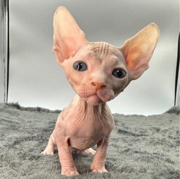 スフィンクス【埼玉県・男の子・2023年12月25日・レッド&ホワイト】の写真「背中にホワイトのワンポイント🐱可愛い男の子❤️」