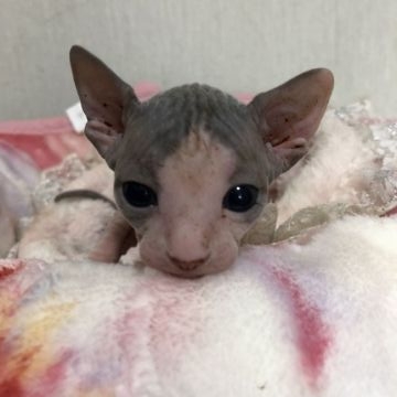 スフィンクス【埼玉県・女の子・2018年5月9日・ブルー&ホワイト】の写真「両親チャンピオン」