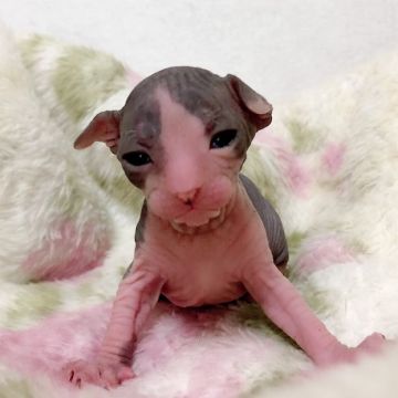 スフィンクス【埼玉県・男の子・2019年6月11日・ブラック&ホワイト】の写真「お洒落なカラーの可愛い子猫です🐱」