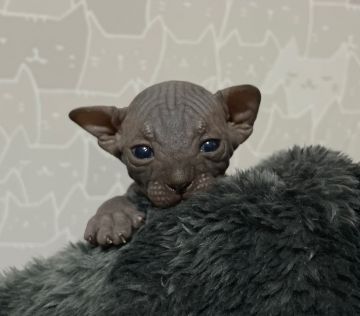 スフィンクス【埼玉県・男の子・2021年7月1日・ブラック】の写真「人気カラーのブラックの男の子🐱❤️」