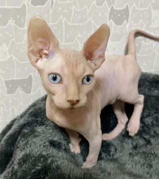 スフィンクス【埼玉県・男の子・2022年3月1日・クリームミンク】の写真「✨可愛いクリームミンクの男の子🐱❤️」