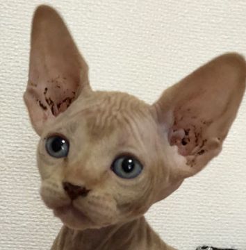 スフィンクス【埼玉県・女の子・2019年2月6日・レッドタビー】の写真「可愛い女の子です💕」