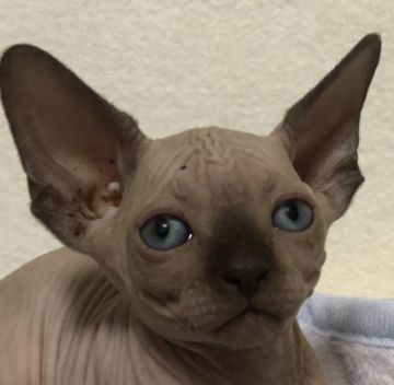 スフィンクス【埼玉県・男の子・2019年4月3日・チョコレート】の写真「可愛い男の子です💕」