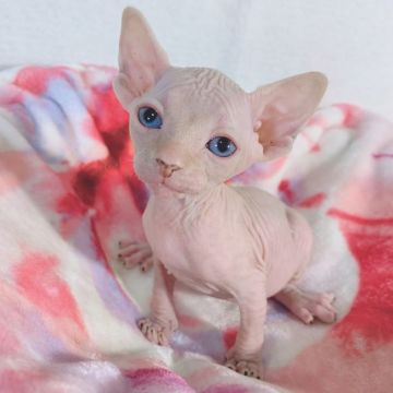 スフィンクス【埼玉県・女の子・2019年9月30日・シナモン】の写真「可愛らしい顔の女の子です🐱」