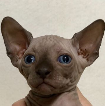 スフィンクス【埼玉県・男の子・2019年4月3日・チョコレート】の写真「可愛い男の子です💕」