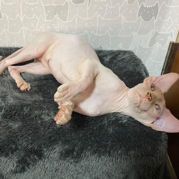 スフィンクス【埼玉県・男の子・2022年2月3日・ホワイト】の写真「🐱ブルーアイのホワイト男の子🐱連れて帰れます❤️」