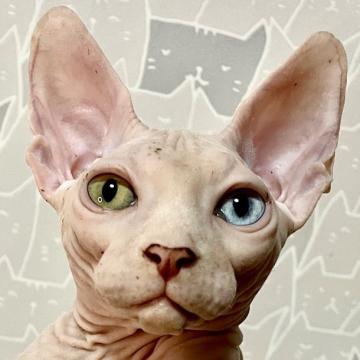 スフィンクス【埼玉県・男の子・2022年2月3日・ホワイト】の写真「🐱オッドアイの男の子」