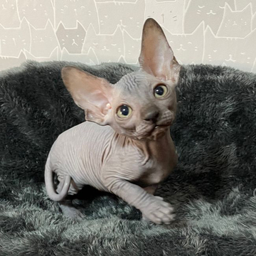 スフィンクス【埼玉県・男の子・2022年4月16日・ブラック】の写真「🐱人気のブラック🐱」