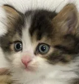 マンチカン(長足)【埼玉県・男の子・2019年2月27日・ブラウンタビー&ホワイト】の写真1