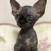 スフィンクス【埼玉県・女の子・2018年9月13日・トーティシェル】の写真2